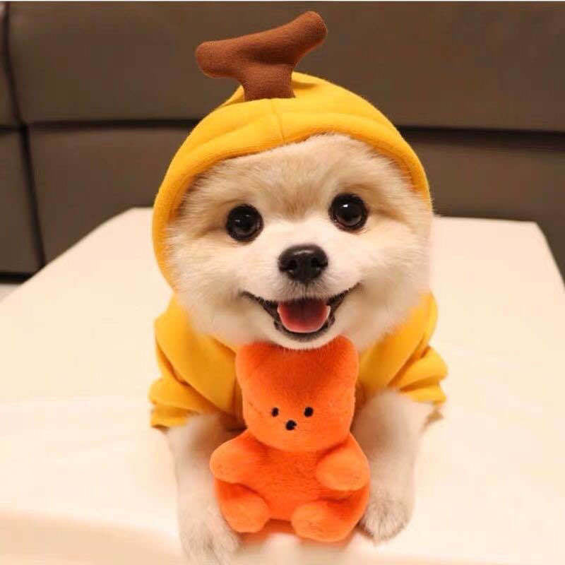 Cute Hoodies for Small Dogs 