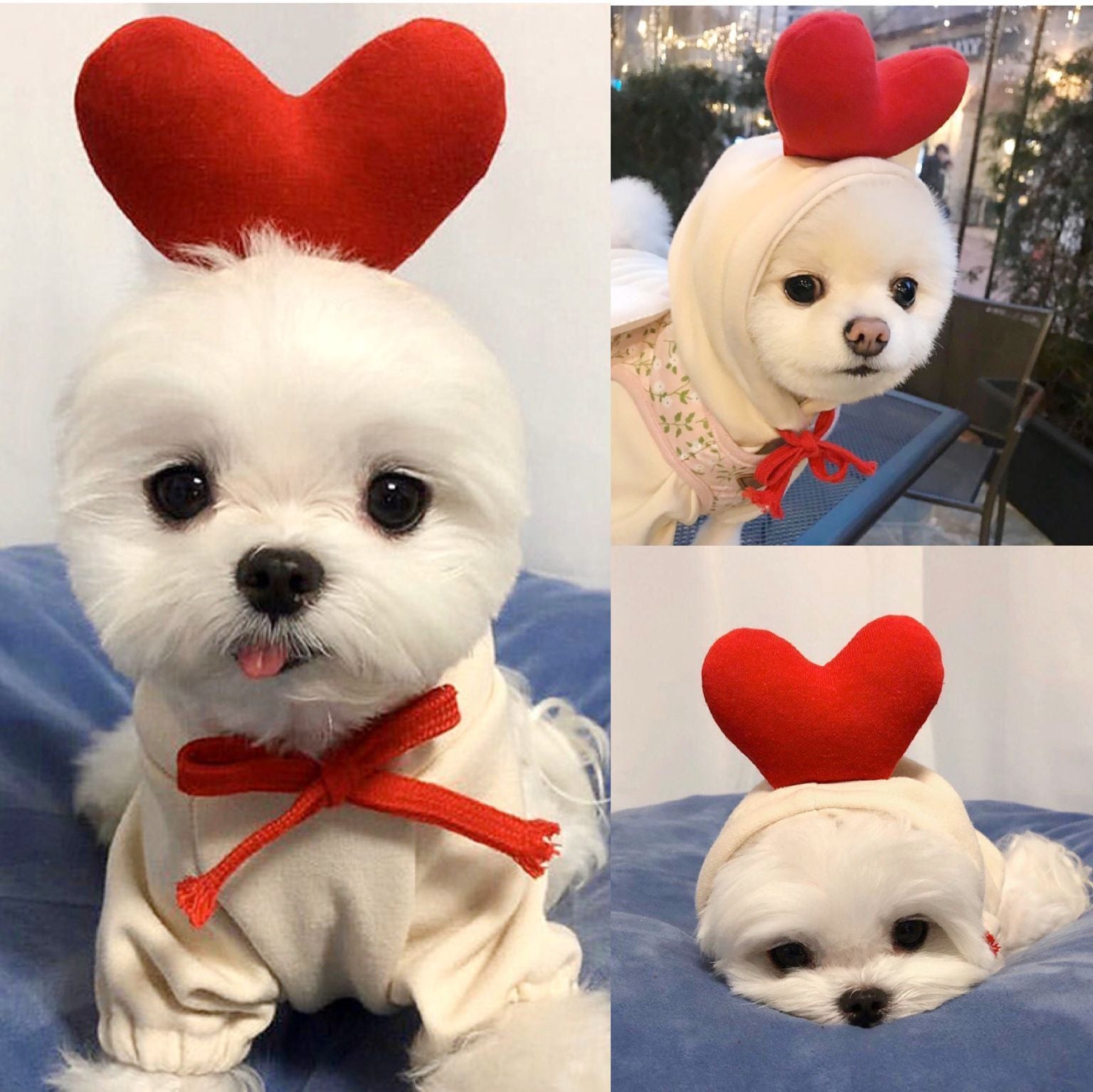 Cute Hoodies for Small Dogs 