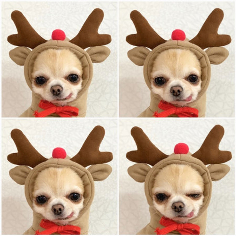 Cute Hoodies for Small Dogs 