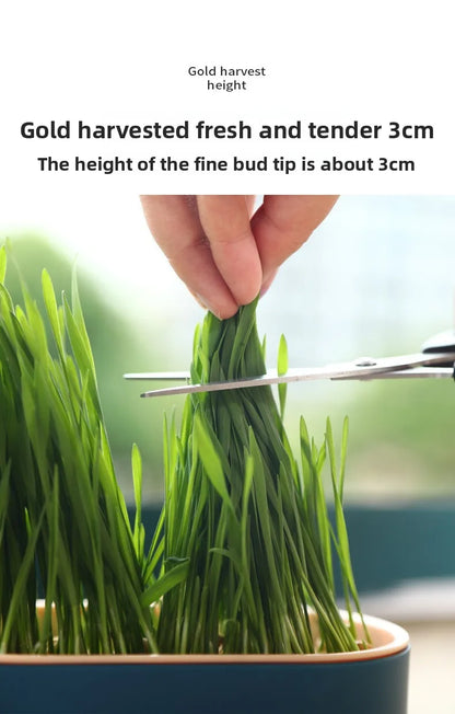 Hydroponic Cat Grass Box