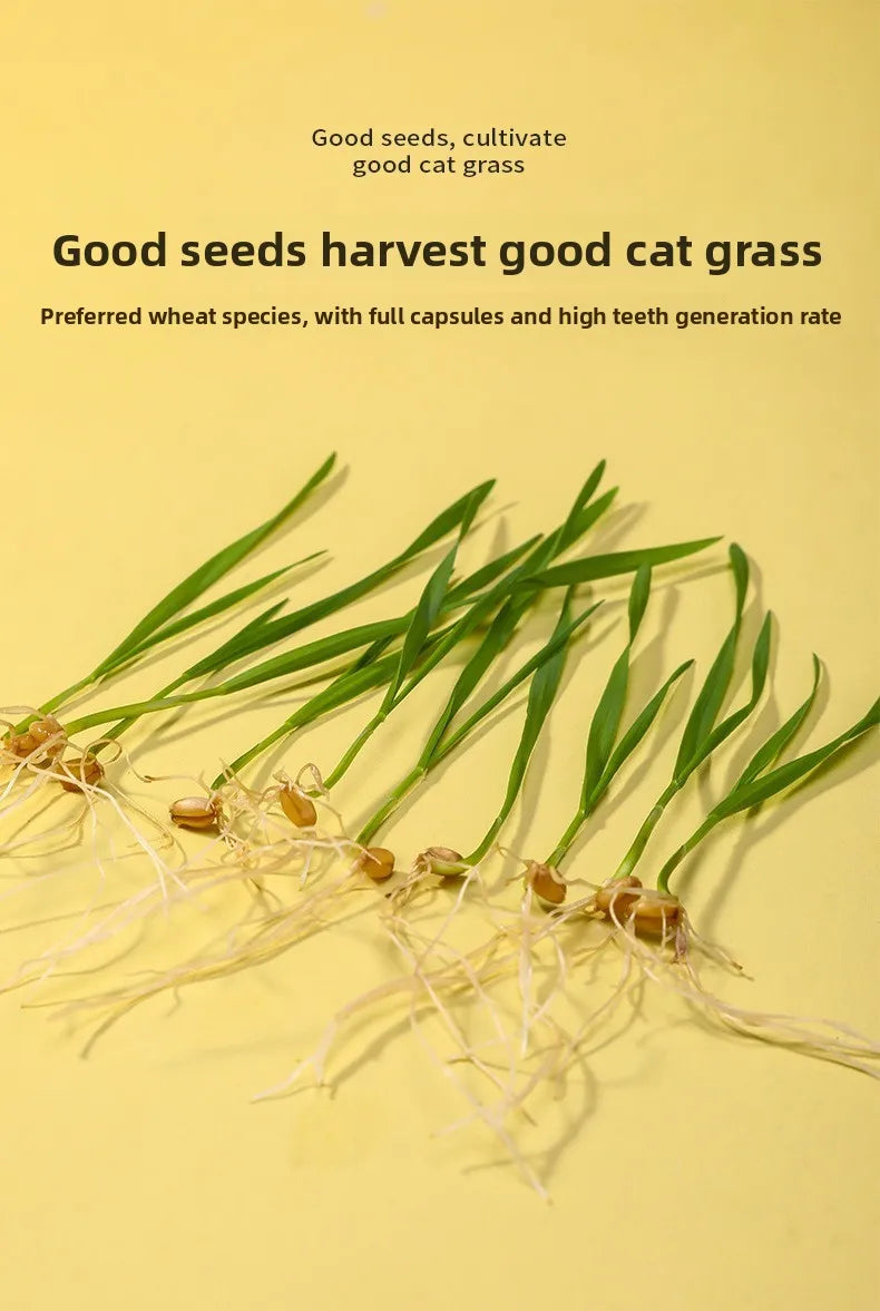 Hydroponic Cat Grass Box