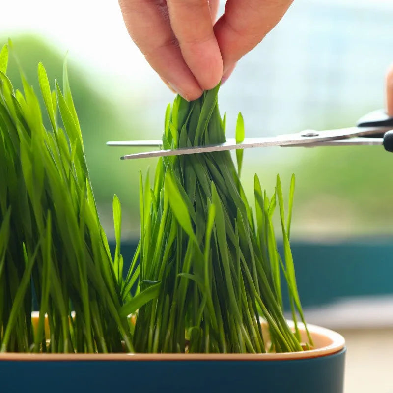 Hydroponic Cat Grass Box