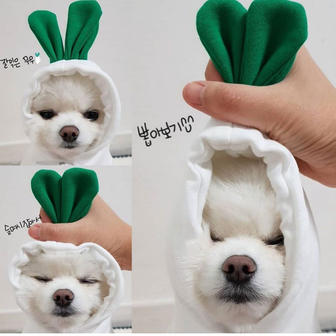Cute Hoodies for Small Dogs 